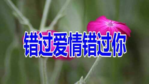 邵伟一首《错过爱情错过你》好听极了!