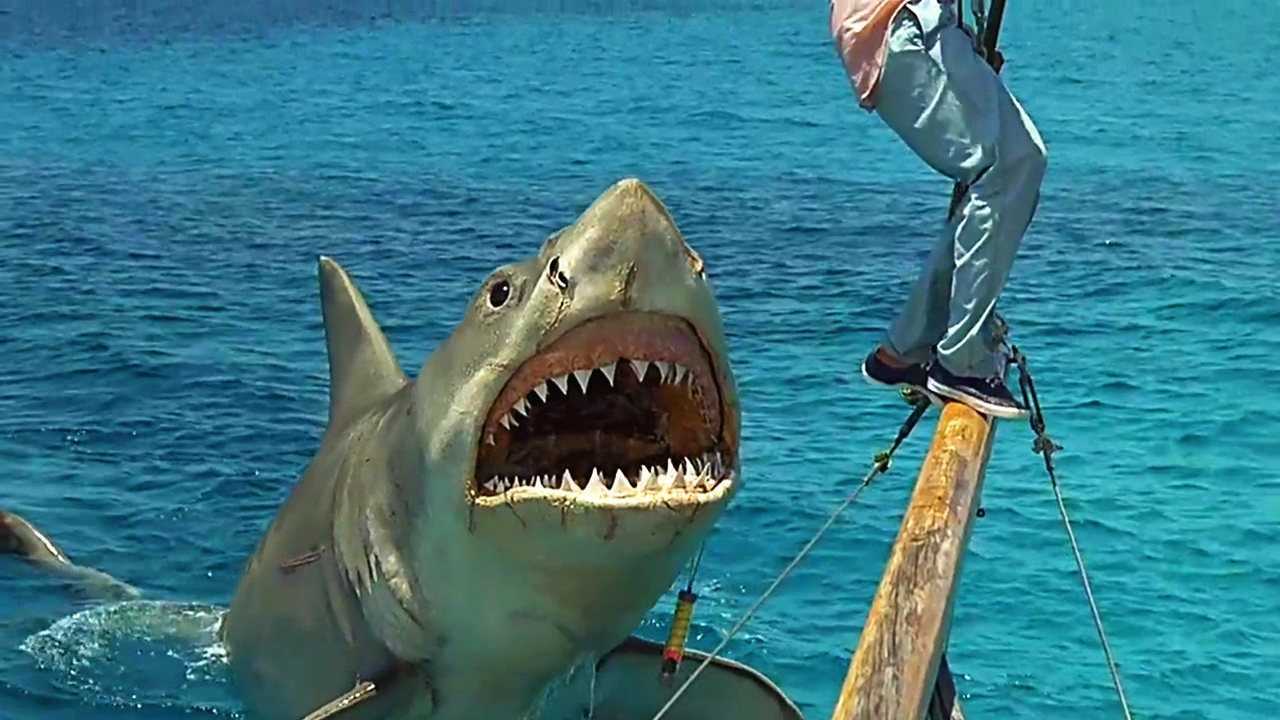 大白鲨化身复仇者,仇人搬家也能找到,厉害了我的鲨鱼