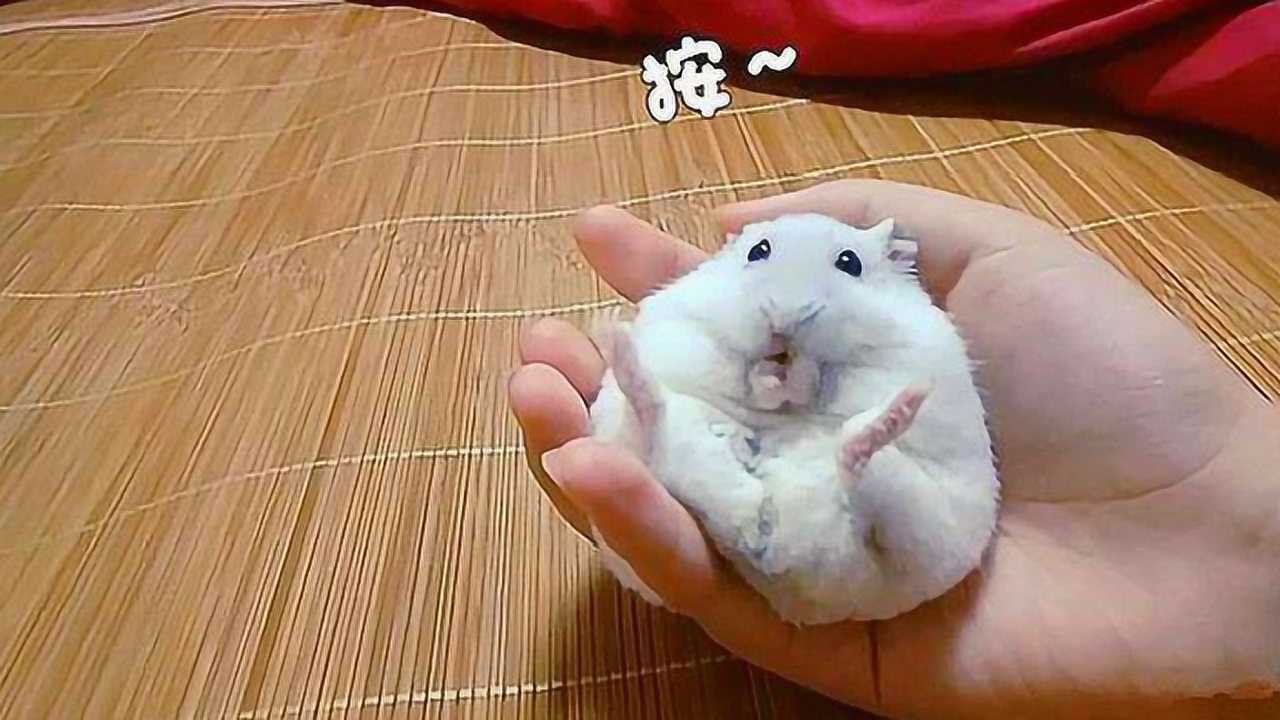 仓鼠身上有个神奇按钮轻轻一按就会卖萌一直不按就会发疯