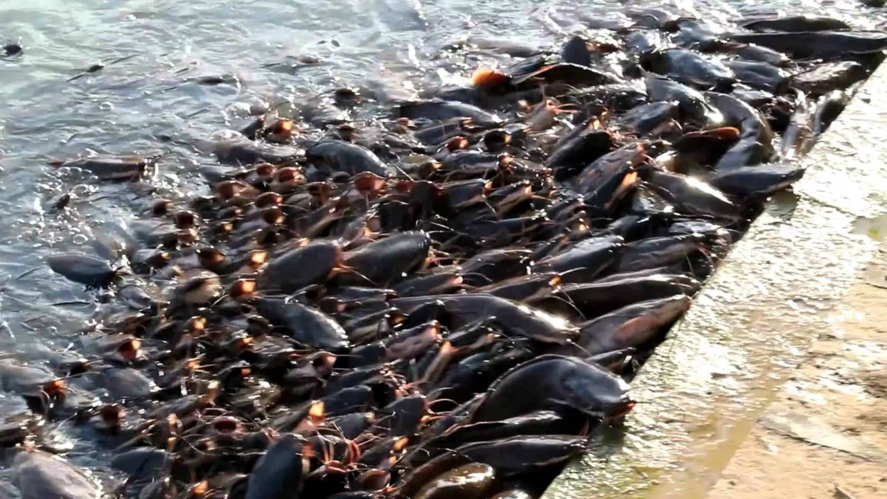 上百只大鲶鱼疯狂想涌上岸,网友:这鱼要是有腿还不把人吓晕!