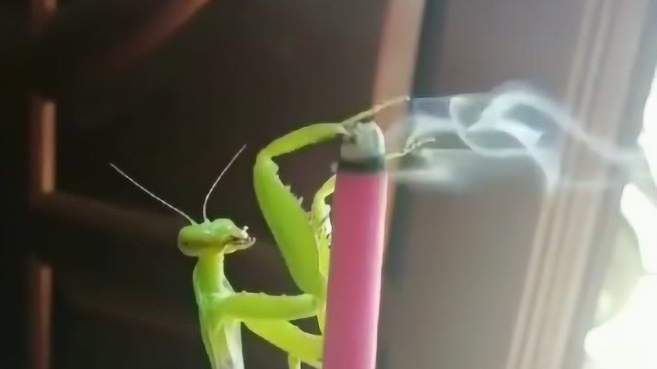 看我螳螂吃自己的烤螳螂爪