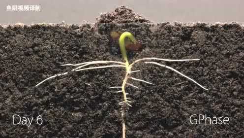 一颗种子从发芽到长大 3分钟看完25天全过程