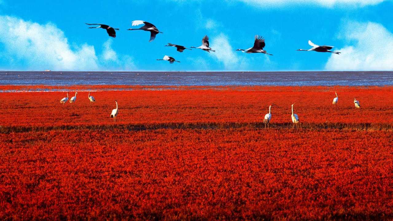 中国有片红色海洋,被称为是"中国红",全世界独一无二的红海!