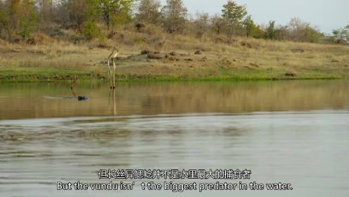 狂野之河：杰里米决定亲自动手钓鱼查看 河面突现尼罗鳄