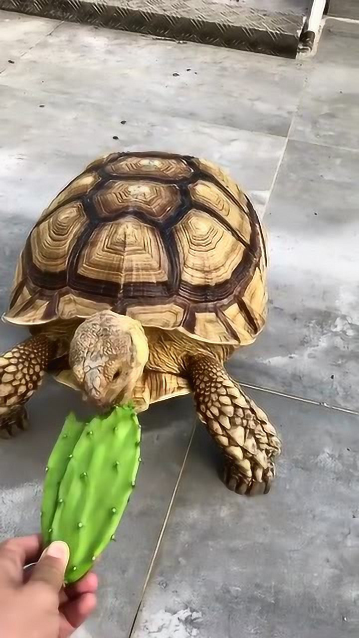 乌龟喜欢吃仙人掌