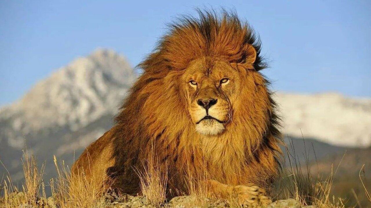 王者巴巴里狮的消亡!曾经的三巨头之首,96年前最后一只也被射杀!