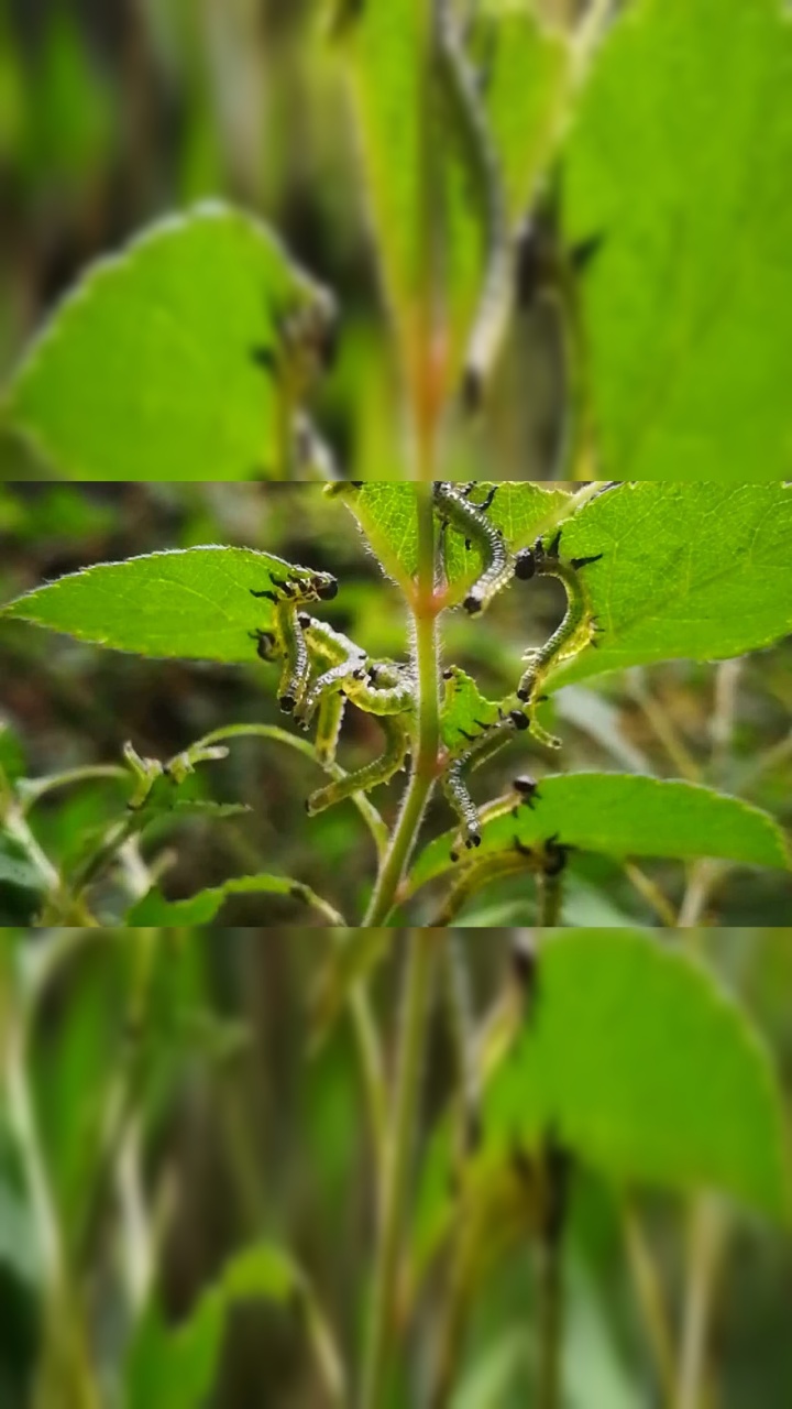 蔷薇三节叶峰幼虫1