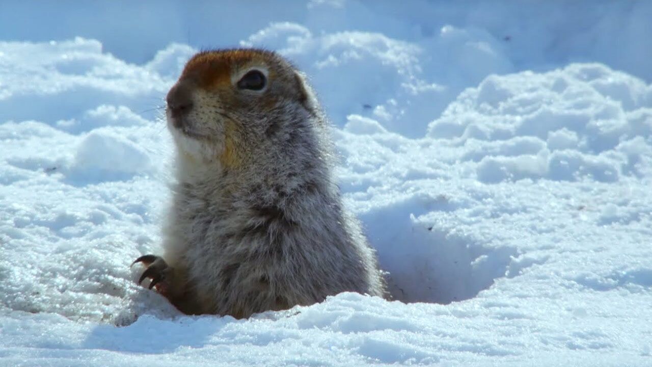 松鼠过冬会冬眠吗这毛茸茸的松鼠也长得太可爱了