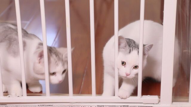 家里进了新猫之后,该如何介绍给原住民