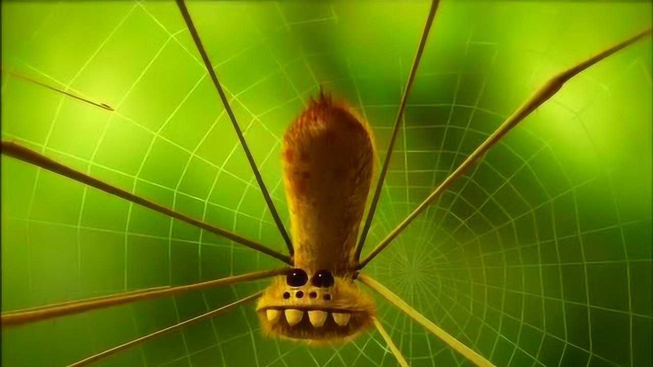 《昆虫总动员》一只瓢虫引发的蝴蝶效应,萌蜘蛛招谁惹谁