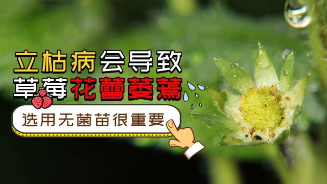 立枯病会导致草莓花蕾萎蔫,选用无菌苗很重要!