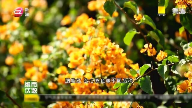 《城市话题》——花艺1