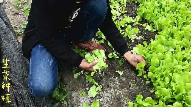 大棚生菜种植,生菜种植全过程