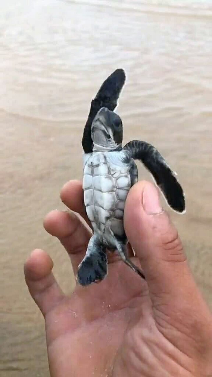 会飞的乌龟,你们见过吗