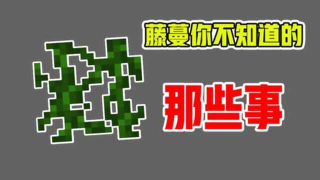 我的世界:藤蔓你不知道的6件事!吸收所有掉落伤害,很真实!