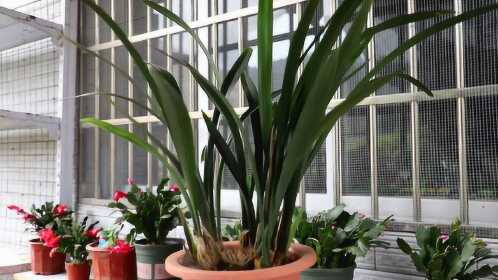 养兰花,这"3步"不能省,不然这个冬天无花可赏