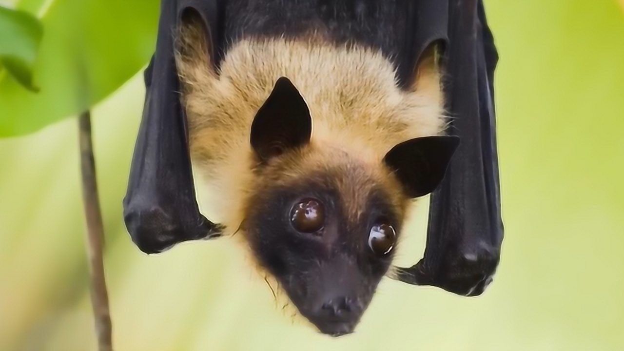这种奇葩蝙蝠,长着"狗头",身长却可达2米!