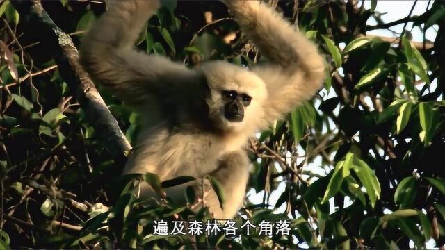 生命:泰国森林中的长臂猴,利用叫声互相交流