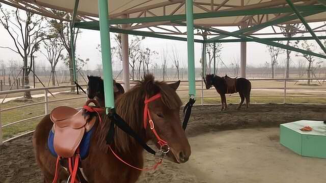 江苏南通“旋转真马”仍在运营,驯马师怒怼质疑:没打算拆