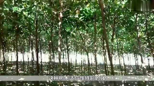 这种树在农村很常见,可以作为绿化树来使用,有很高的价值!