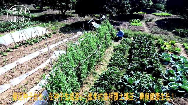 广东农村种植“荷兰豆”清脆爽口,小伙忍不住扒开一颗探究竟!