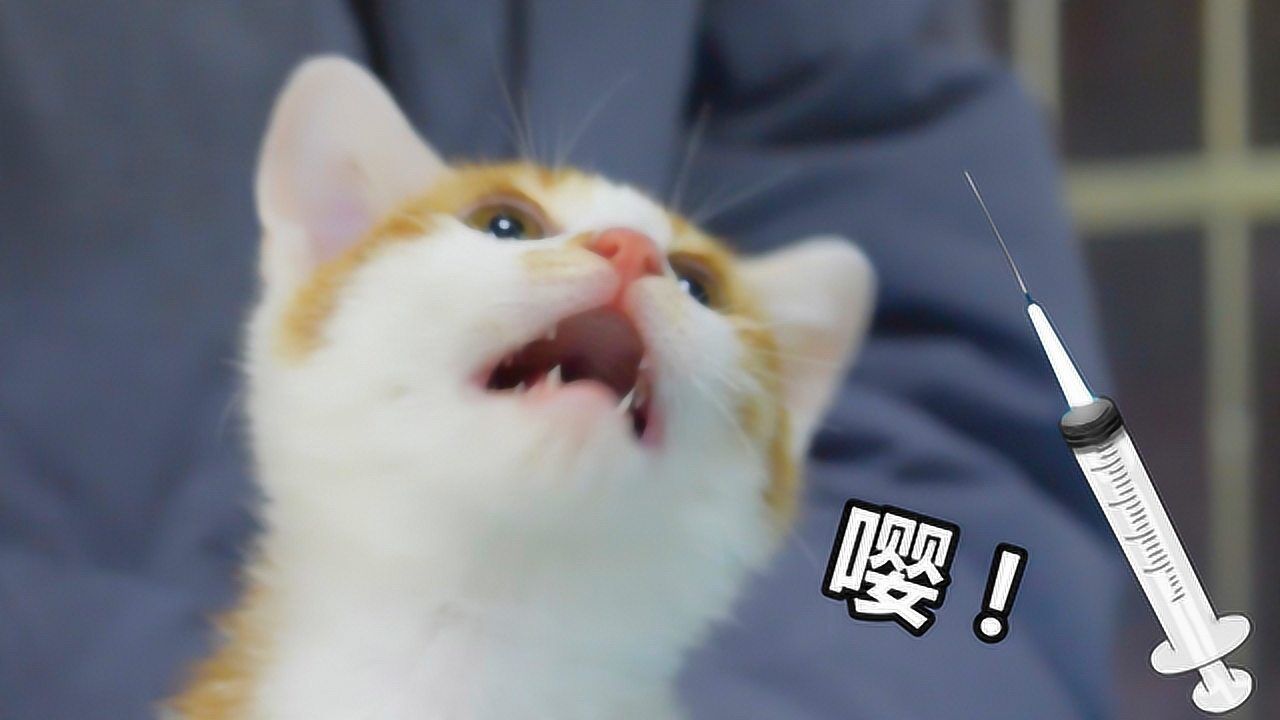 带橘猫去打针，全程惨叫连连，医生：堵上它的嘴！_高清1080P在线观看平台_腾讯视频