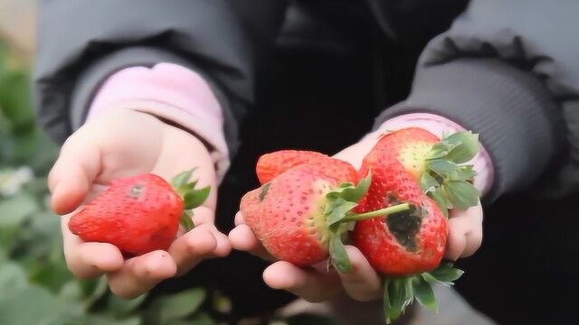 郑州大批草莓烂在果园,每天倒掉数百斤 只因大雪作怪