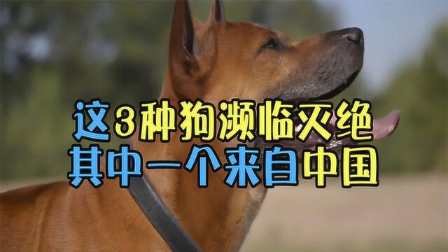 濒临灭绝的三种狗狗,中国福犬上榜,距今3000多年,太稀有了