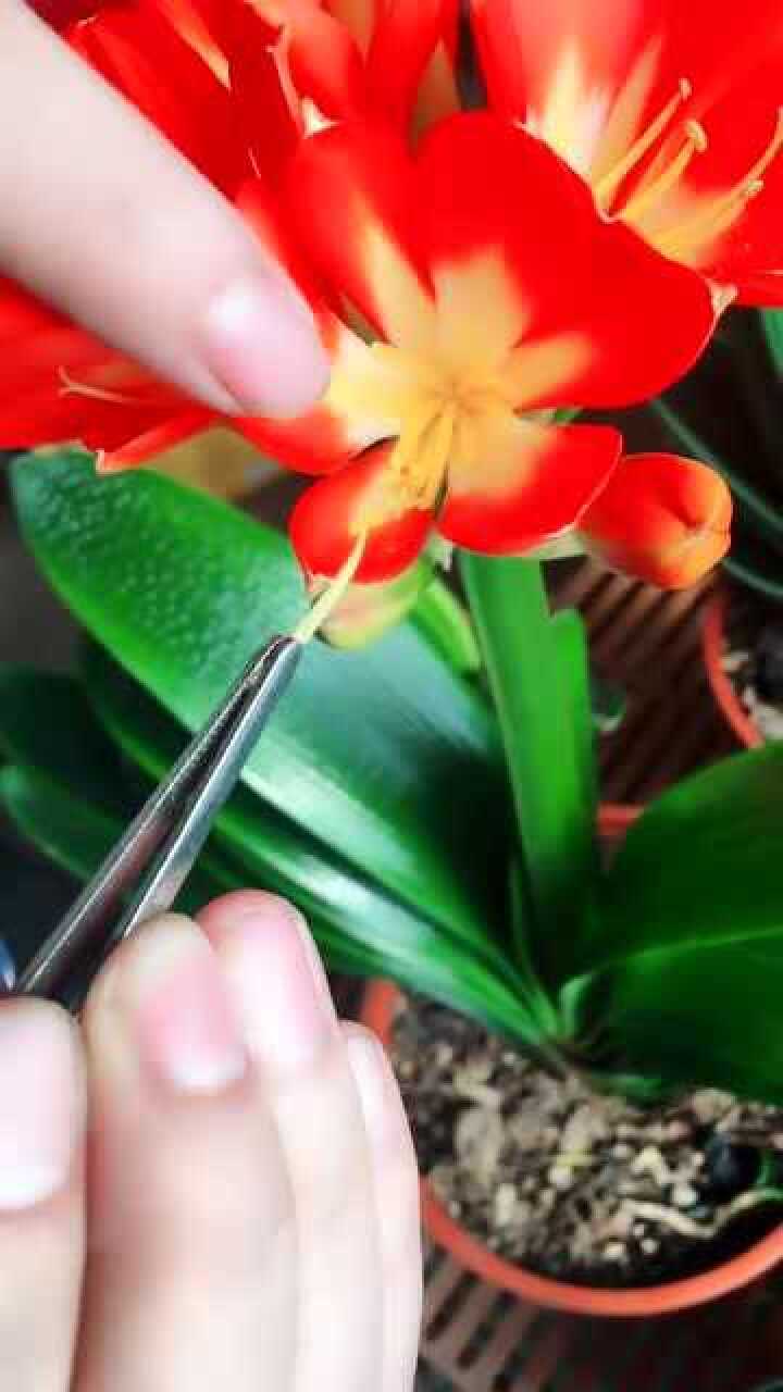 教大家如何给君子兰授粉