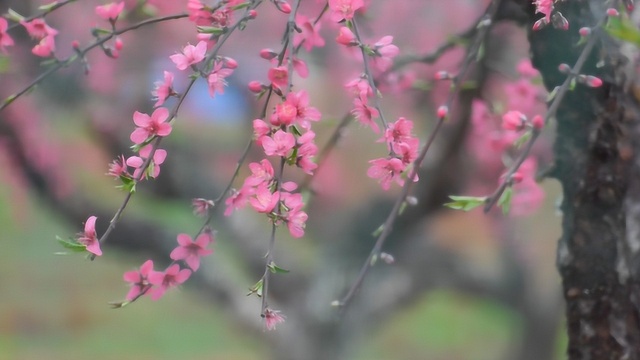 龙南县南武当2019桃花节开幕