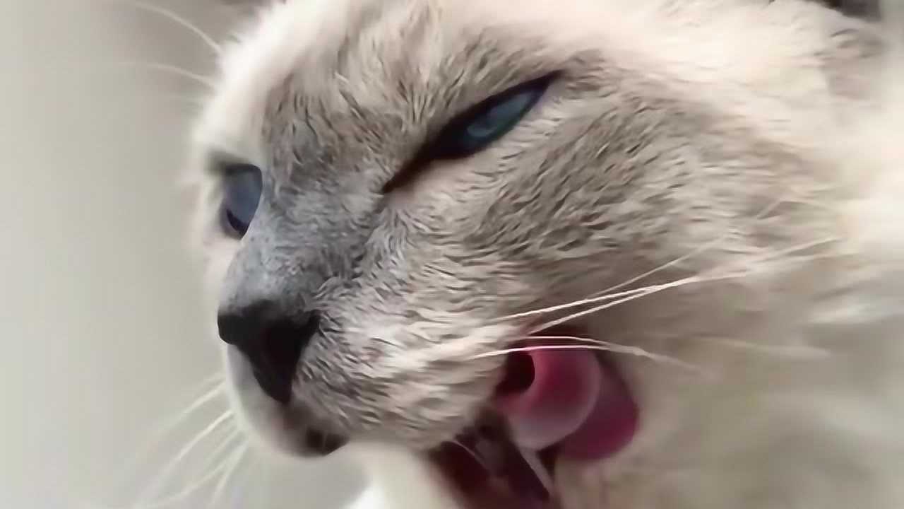 猫咪高冷的卷舌
