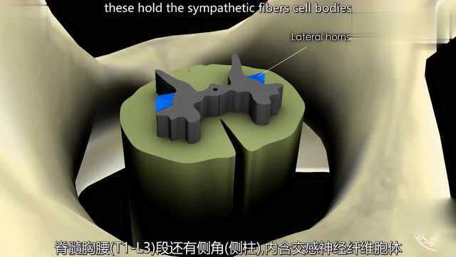 3D动画演示神经解剖学之“脊髓”篇,看完涨姿势了