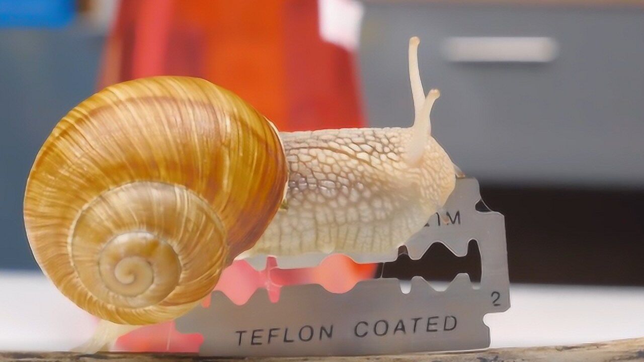 狠心的男子抓住蜗牛让它"上刀山",居然毫发无损,到底为什么?