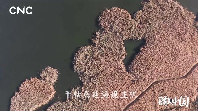 瞰中国|习近平两会上关注的这道风景线是什么颜色