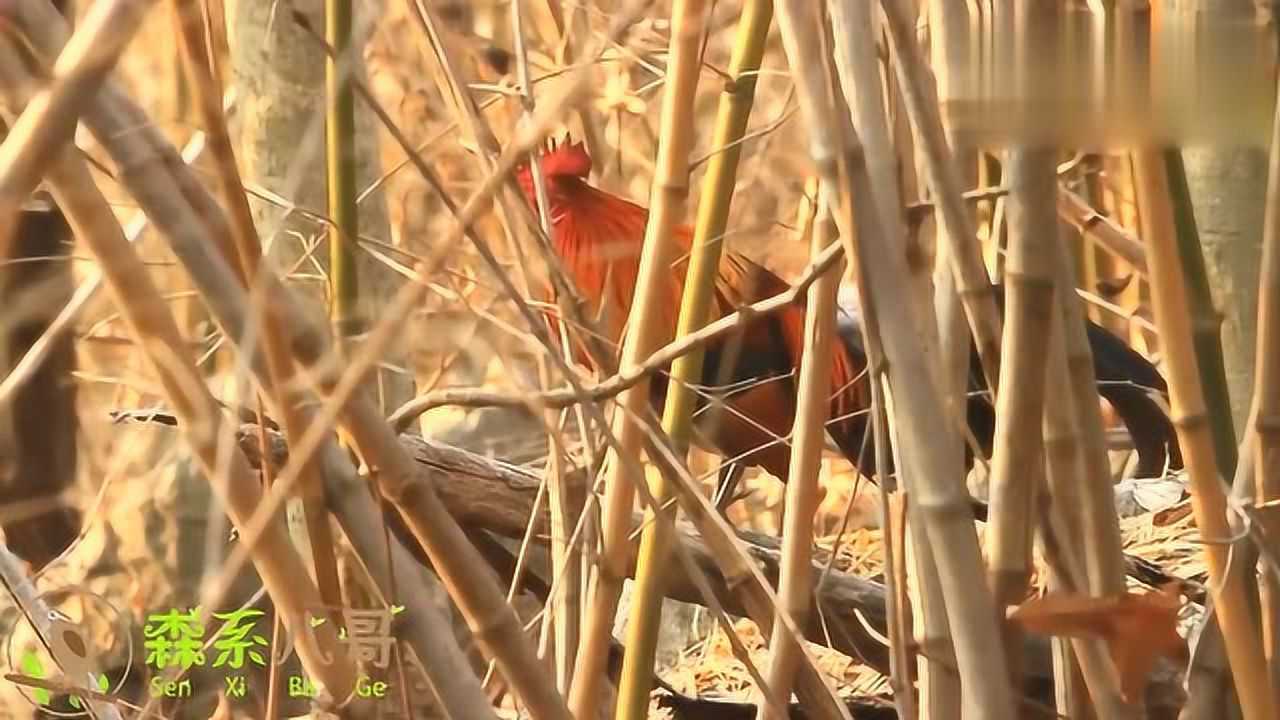 听听野生原鸡的叫声,看看和家鸡有什么不同?