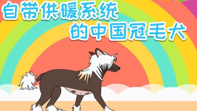 嘟拉教育百科 无毛犬——自带供暖系统的中国冠毛犬