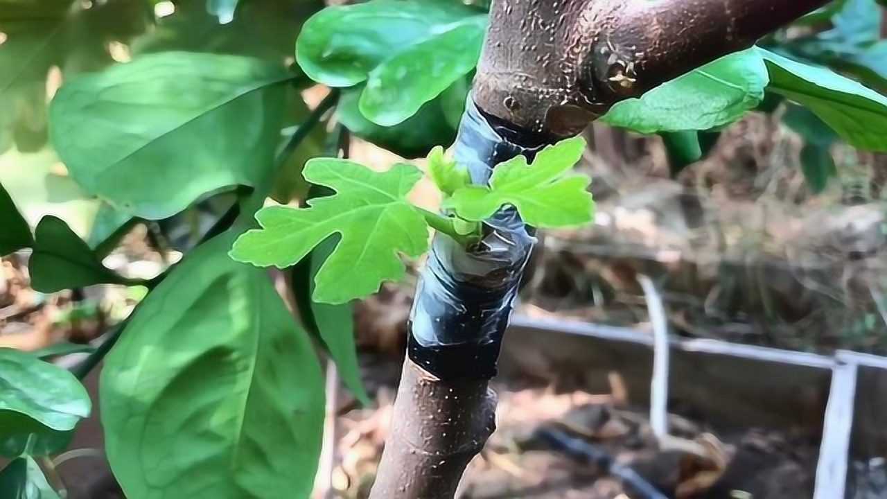 生活小技巧:无花果的简单嫁接方式,细节决定成败,很快就长出新芽