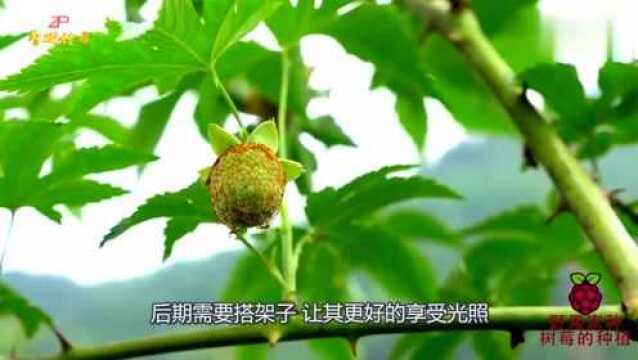 树莓种植技术,这些你都学会了吗?