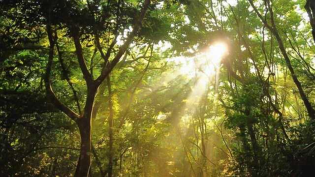 清晨的五指山热带雨林,神秘而幽静,难得一见