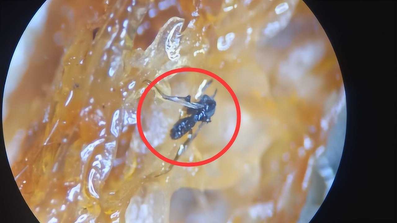 辣条到底有多脏用显微镜放大100倍竟发现神秘生物