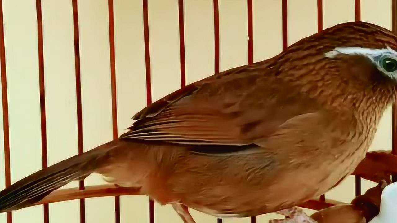 极品母画眉鸟叫声连口拉排叫就是好听让人沉迷不已