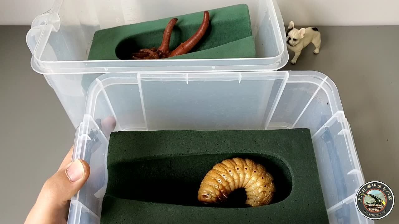 甲虫人工蛹室制作方法