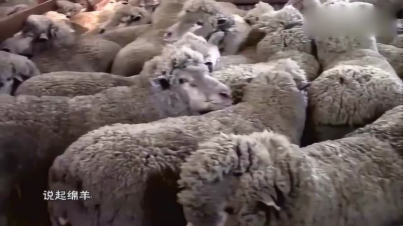 一只公绵羊选择一只母绵羊做配偶,原因是这样,网友:像极了爱情_高清1080P在线观看平台_腾讯视频