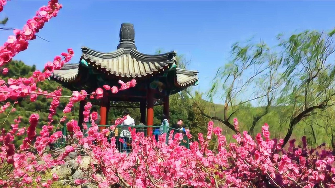 植物园碧桃园碧桃花观赏,桃花美景欣赏