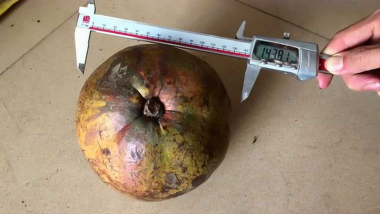 游标卡尺测量大果红花油茶果实直径,盛林大果红花油茶厂家实拍