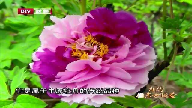 牡丹芍药打擂台 四大类国际竞赛陆续登场