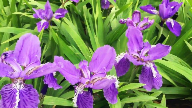 鸢尾花观赏,花叶碧绿青翠,花若翩翩彩蝶