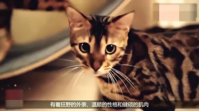 盘点最贵的猫咪品种,其中一只售价13万