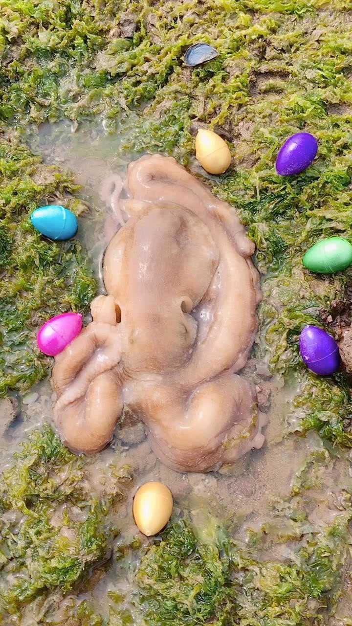 赶海抓八抓鱼下蛋了