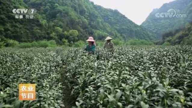 种植茶树有风险,最难的还是茶树管理